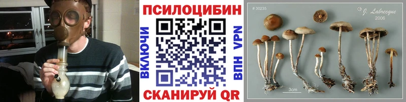 Галлюциногенные грибы Cubensis  продажа наркотиков  мега сайт  Гатчина 