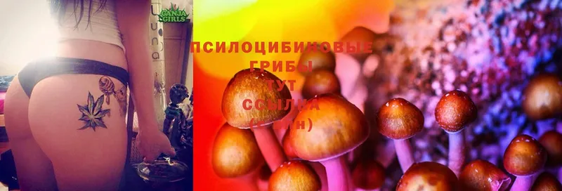 OMG как войти  Гатчина  Галлюциногенные грибы Psilocybe 